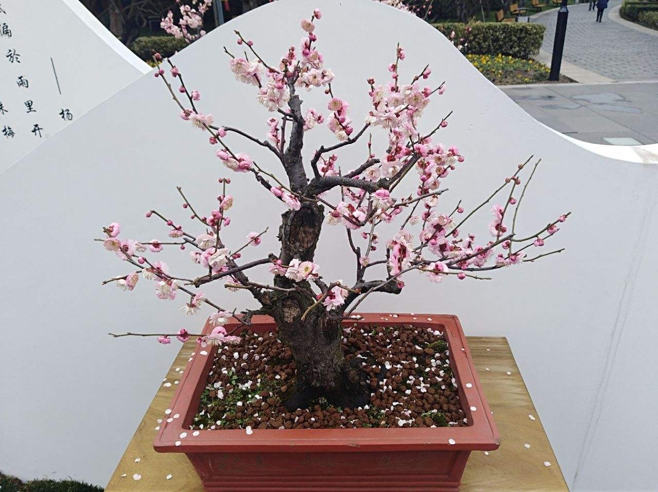 北方室内养红梅怎么养才能开花,北方冬季养红梅的十大禁忌