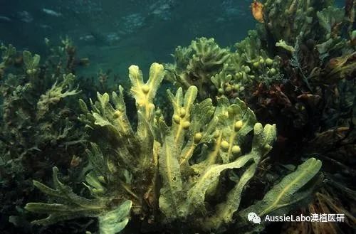 冻龄的活性成分,明星的抗老成分