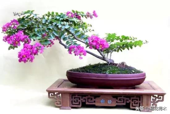 盆栽红豆杉落叶干枯怎么办,盆栽桔子树落叶是怎么回事