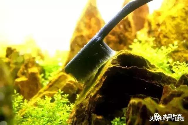 草缸常见10种藻类的解决方法,草缸藻类生物防治方法