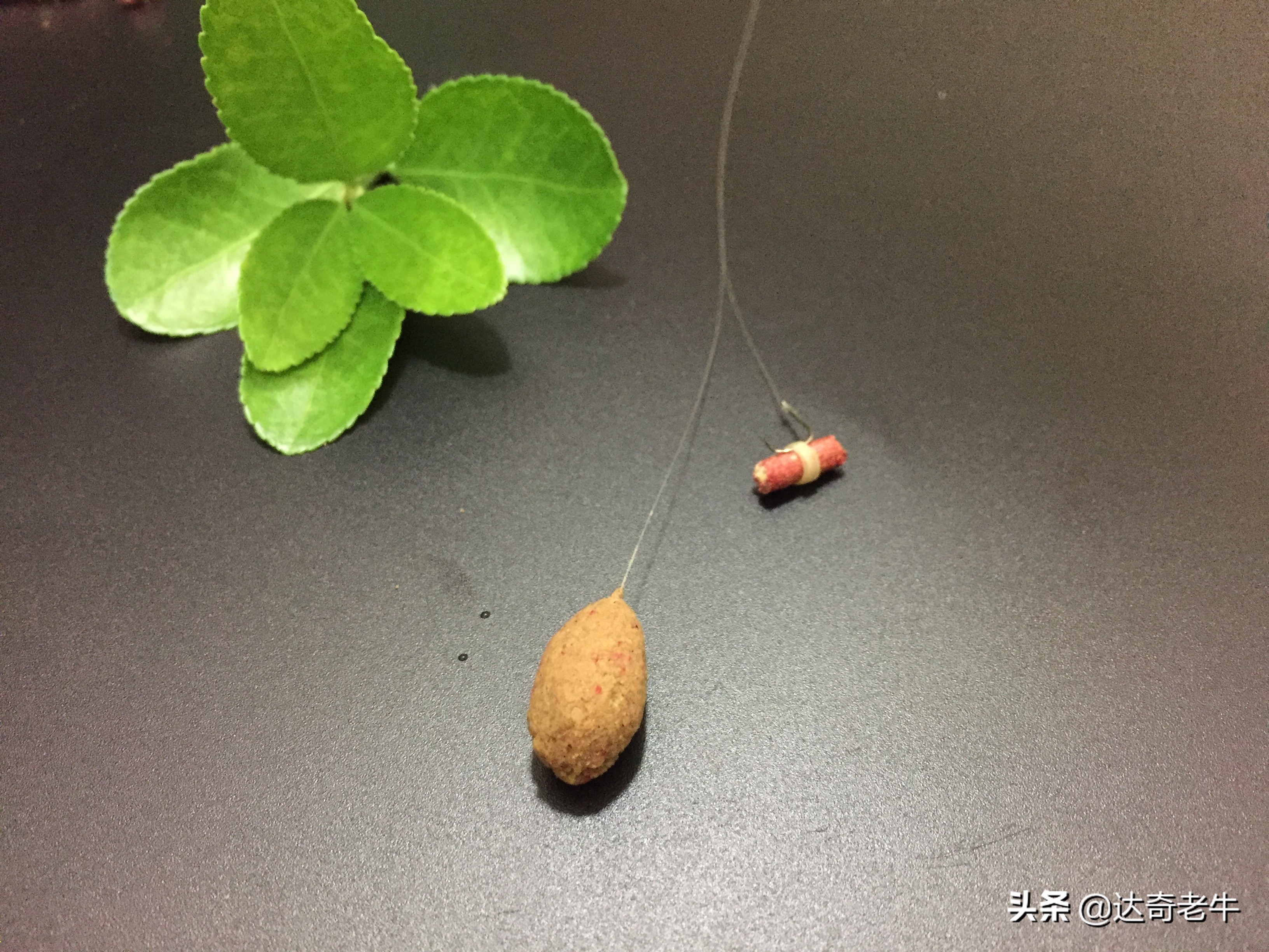 钓鲫鱼红虫蚯蚓正确方法,红虫蚯蚓怎么钓大板鲫