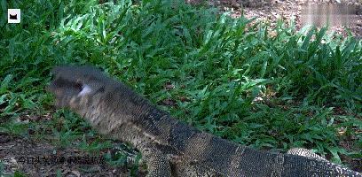 被巨蜥吃掉的乌龟,巨蜥被乌龟卡住头