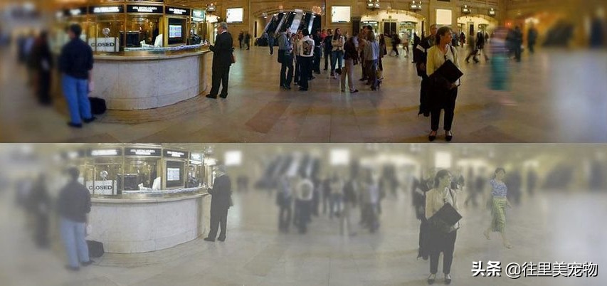 猫咪的眼睛像蛇一样,猫咪一只眼睛亮一只眼睛雾蒙蒙的