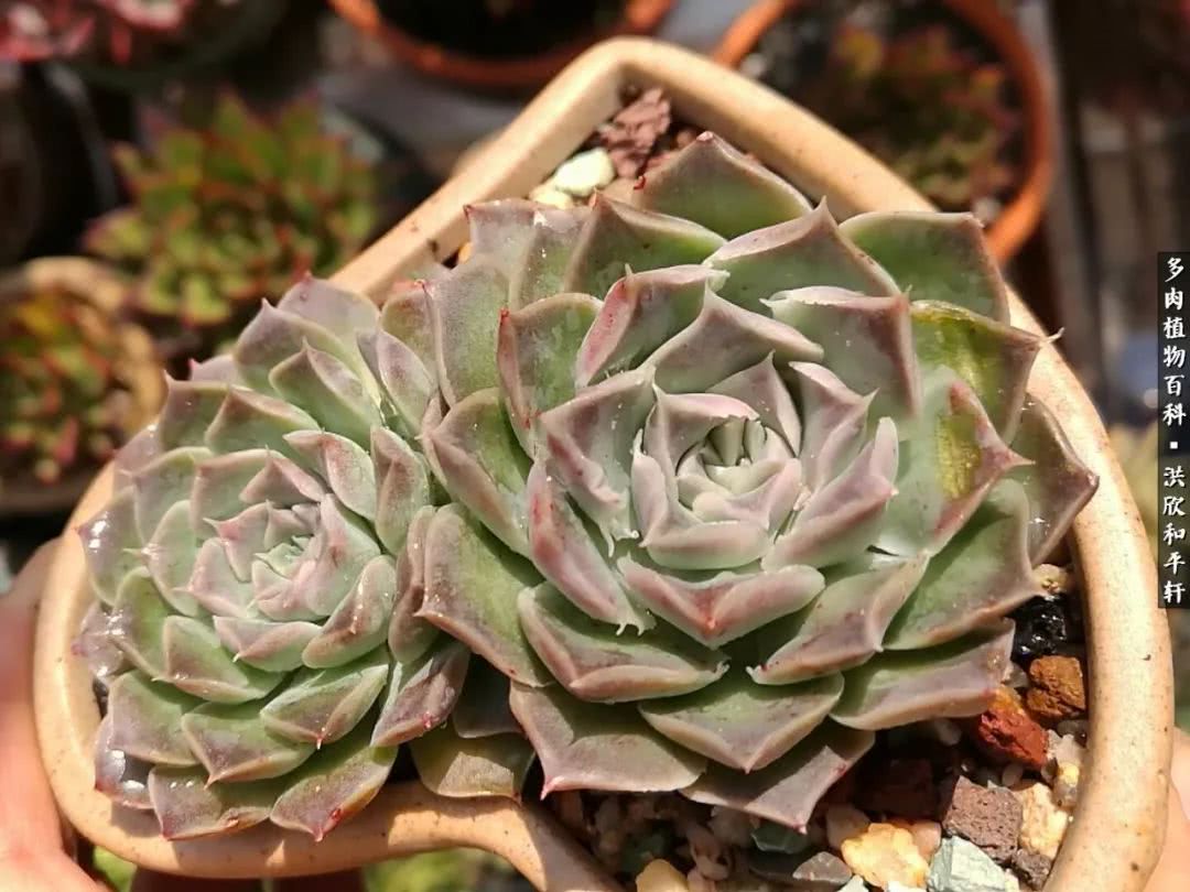 多肉的四季轮回,四季轮回多肉