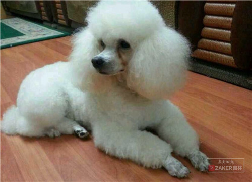 死了十多条狗两只鸡!长春亚泰桃花苑宠物死亡数量增加