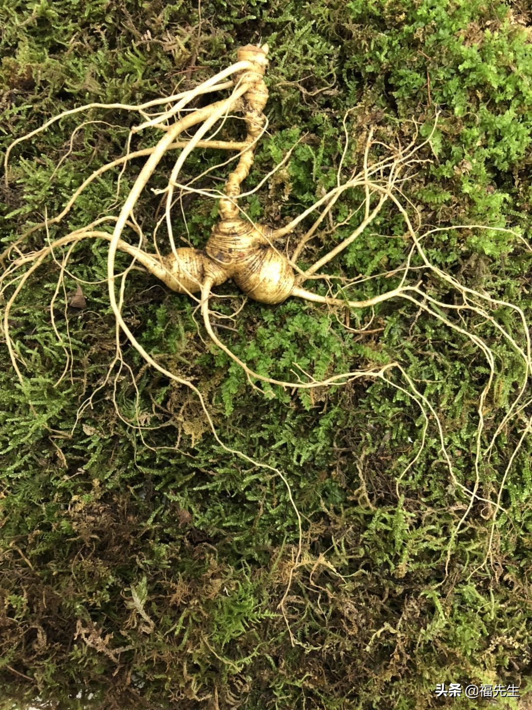 人参冷门常识,解读人参