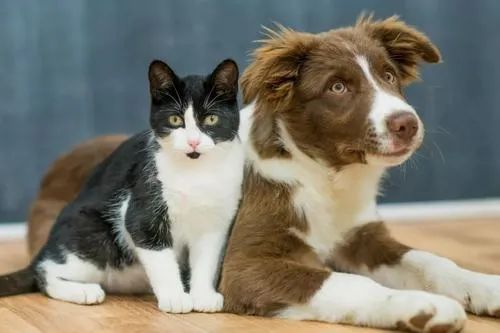 宠物医院看病如何防止被坑,小野猫去宠物医院检查多少费用