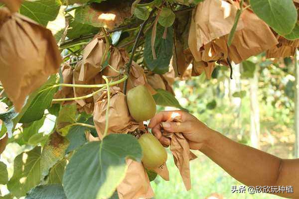 水果套袋哪种最好,葡萄果袋套袋方法