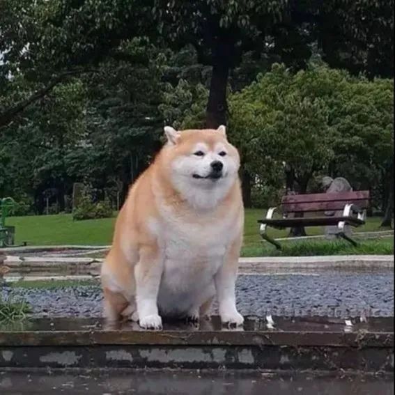 狗狗腿瘸是静养还是适量运动,狗狗关节问题总是反反复复瘸腿