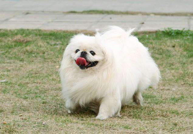 黑白花四眼宠物狗是什么品种,宠物狗智商排名前十名的品种