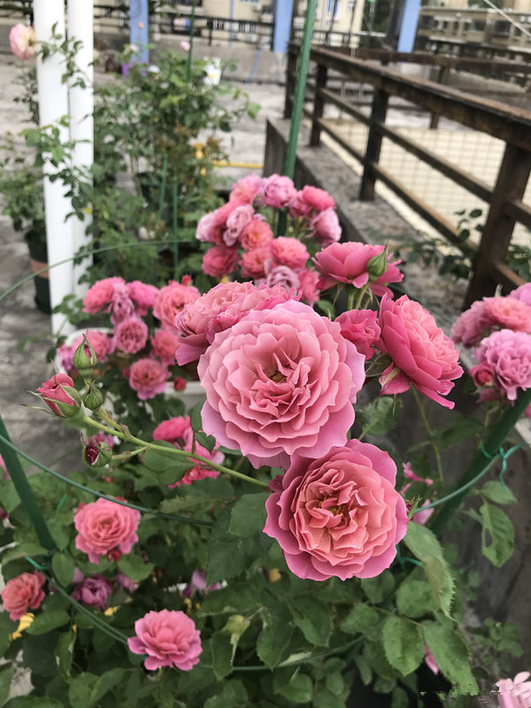 月季开花机器哪种最好养,月季中的开花机器有哪些