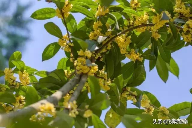 安徽金寨有棵千年“桂花王”，为国内发现最大的桂花树