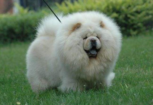 这5种狗一点也不好养,这5种狗体味轻