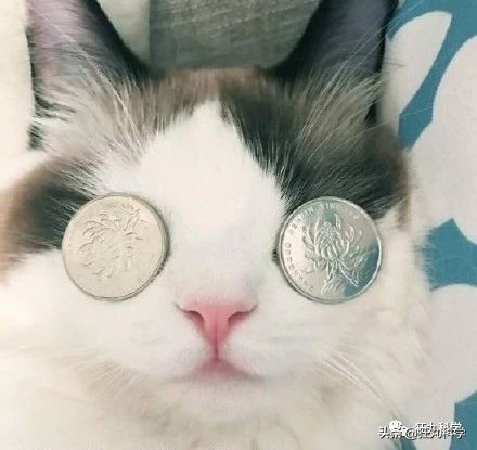 古代人近视怎么办动画,古代人近视了怎么治疗的