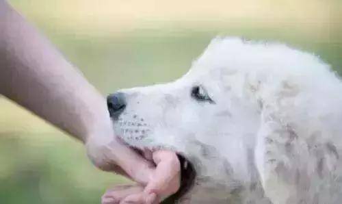 动物咬伤要及时就医,有关动物咬伤的急救知识