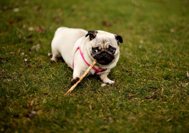 纯种巴哥犬的特征有哪些图片,纯种巴哥犬嘴会突吗