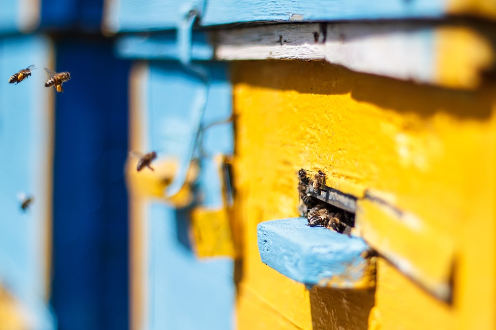 蜜蜂养殖如何防范黄蜂袭击,蜜蜂养殖如何防盗