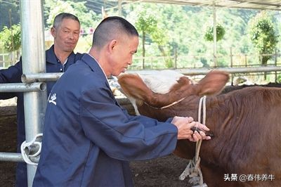 牛不反刍！不倒嚼！按这个方法治疗！百试百灵！