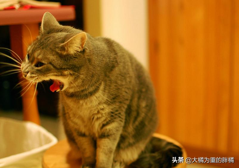 猫咪吐绿水不吃东西精神不振,为什么猫咪会吐黄水