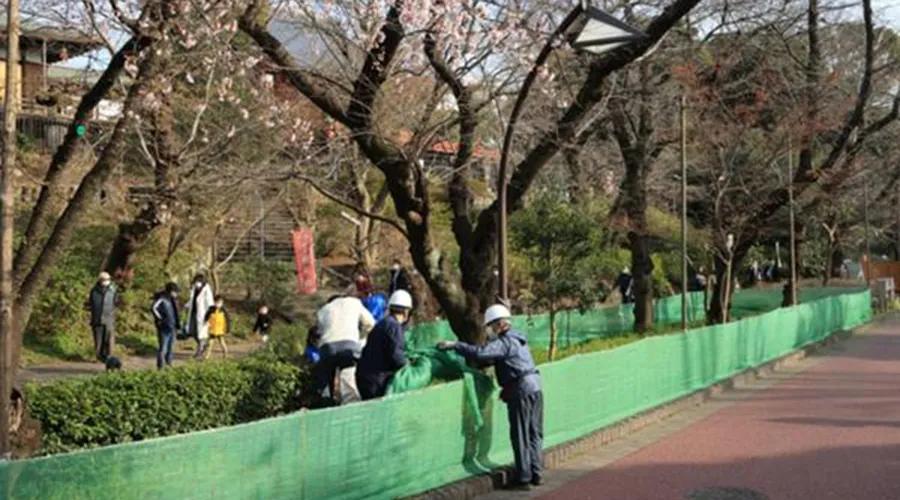 疫情期间为了赏樱花,憋坏了的日本人都想出了哪些另类方法?