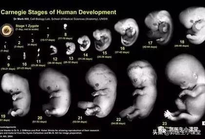 怀孕买什么叶酸比较好,备孕叶酸和普通叶酸的区别