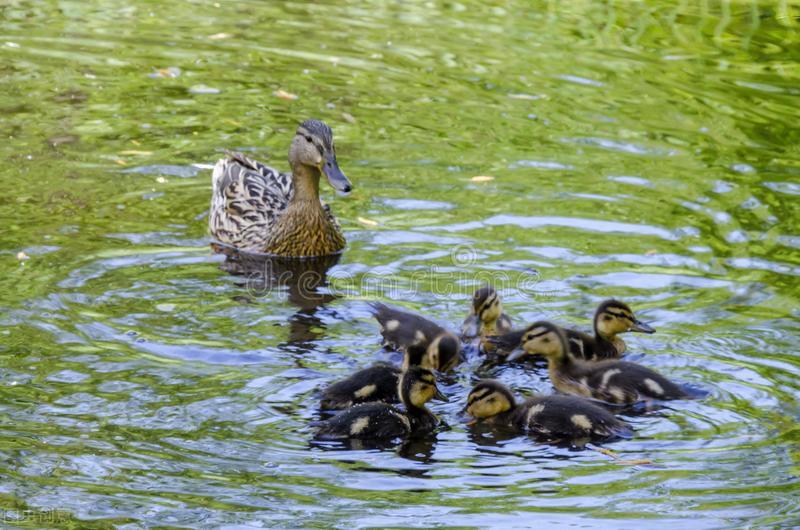 苇塘湖小野鸭哪里去了？老鼠蛇黄鼬雀鹰乌鸦黑鱼都是野鸭天敌
