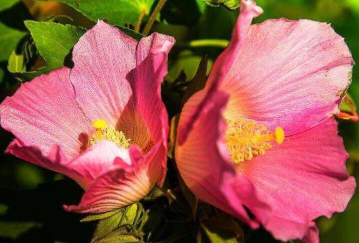 大岩芙蓉花好养吗,花朵容易养活