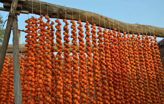 自然风干柿子,柿子风干的方法