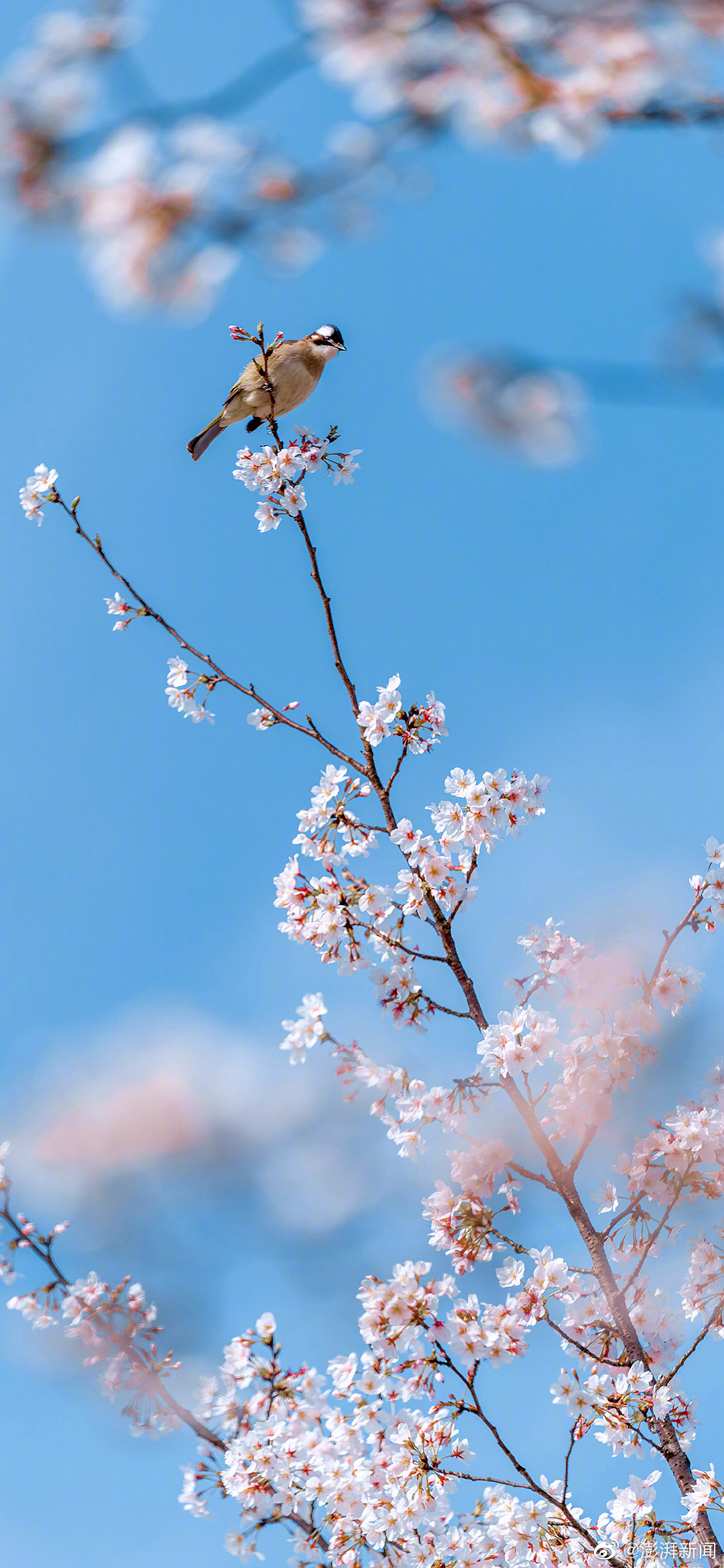 英语单词自然拼读法零基础自学,小学三年级英语自然拼读法