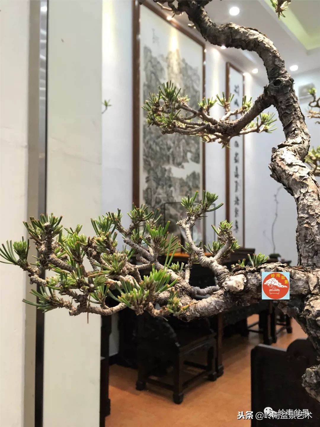 我国盆景艺术的发展现状,中国盆景发展现状论文