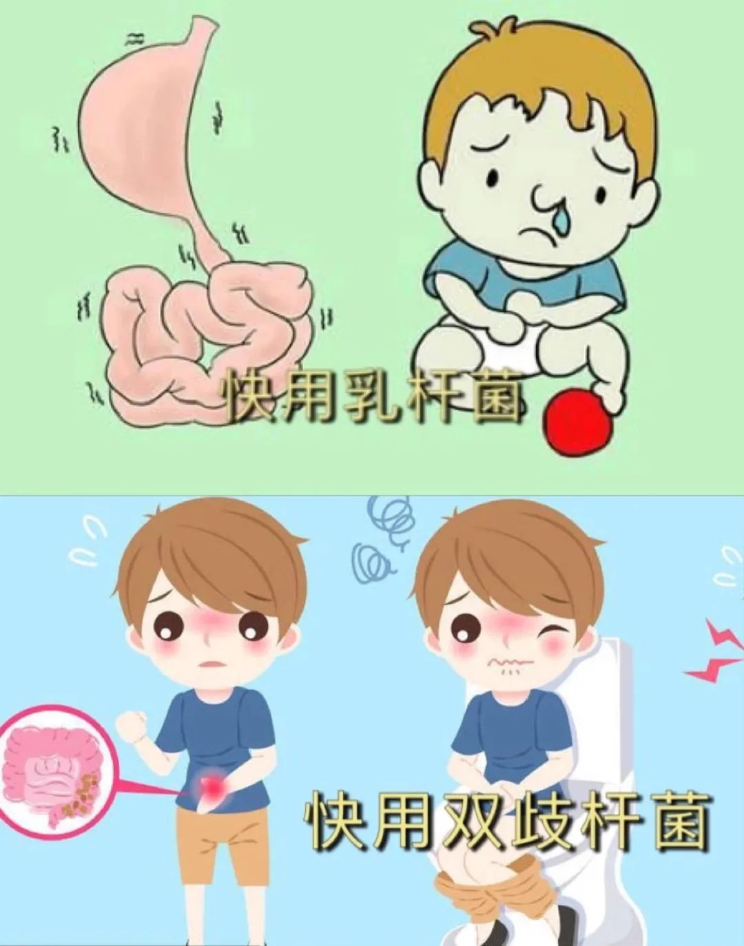 双歧杆菌和乳杆菌,双歧杆菌与益生菌哪个好