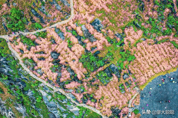 重庆这片花海你还没有来打开，那你就输了