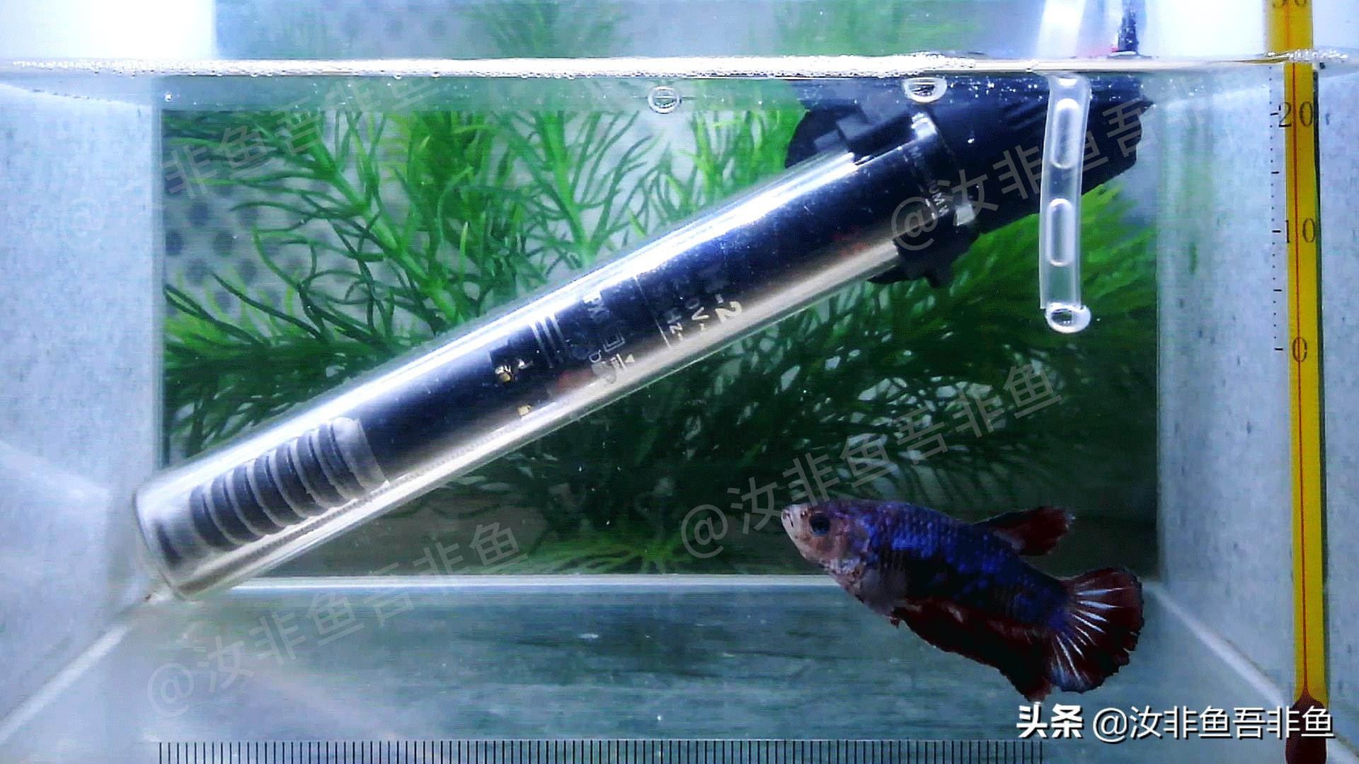 斗鱼白点病治疗过程图片,斗鱼白点病怎么治最好