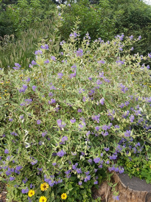 兰香草,见过吗?内治呼吸道感染,支气管炎;外治湿疹,皮肤瘙痒