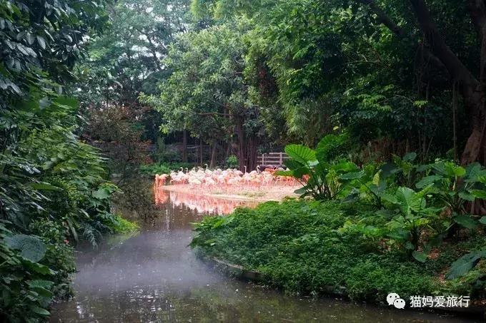 2天游玩广州长隆野生动物园攻略,广州长隆野生动物园步行游玩攻略