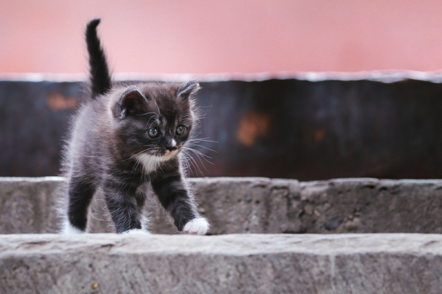 eos200d第一代拍照,eos200dii视频