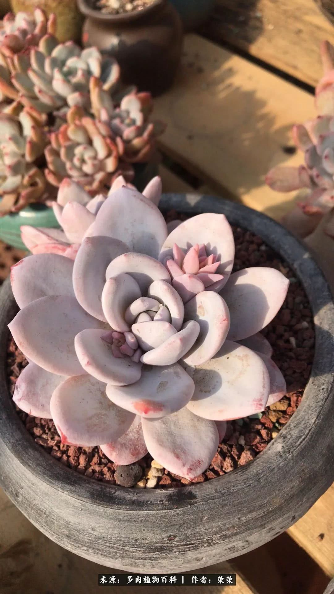 我在包邮区养肉，附多肉越冬度夏养护建议！