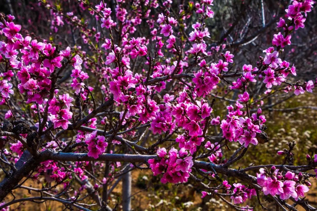 说秋道冬话永胜，气候多样人宜居