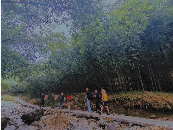 南川毛壳方竹笋,金佛山方竹笋几月份采摘