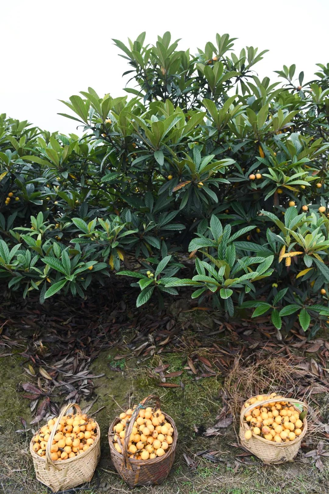 小编姐姐今天嗨翻了简直！接下来的半个月，你就交给塘栖和枇杷吧！