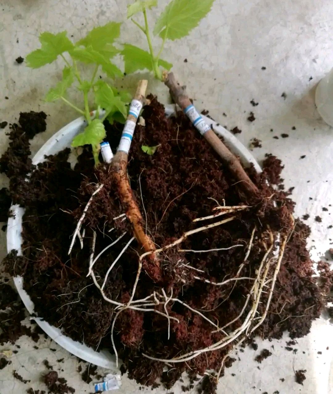 秋天扦插花苗,秋天扦插的小苗