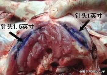 给猪打针打的鼓包了怎么办,给猪打针的时候应激了怎么办