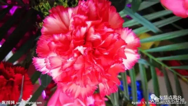 送给老师教师节礼物康乃馨,康乃馨教师节祝福语简短10字