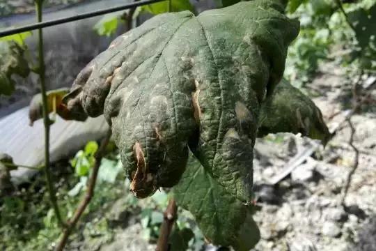 葡萄生理性枯叶怎么处理,葡萄落叶病害治疗