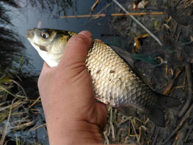 春钓应该注意什么,春钓用蚯蚓好吗