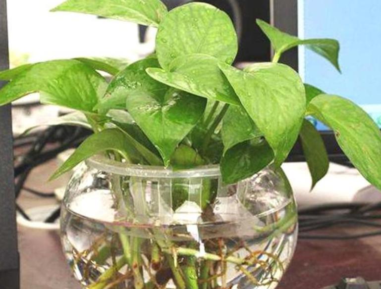 水培绿萝根系发黑是怎么回事,水培绿萝根系长了需要剪掉吗