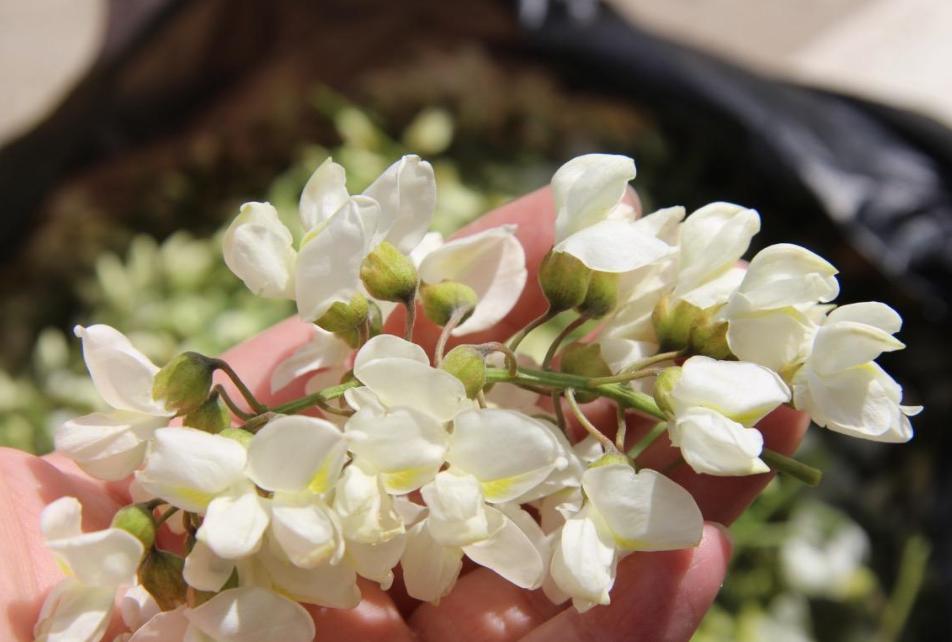 蒸槐花面粉少了怎么办,蒸槐花用不用凉了再拌