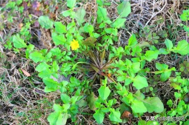 有种野菜叫黄花菜怎么吃,看黄瓜须就知道黄瓜缺什么