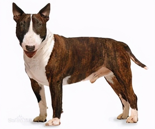 家庭不可以养什么狗,家庭不能养鹦鹉吗