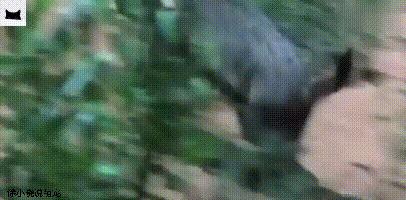 平头哥单挑疣猪完整版,平头哥抓疣猪视频大全